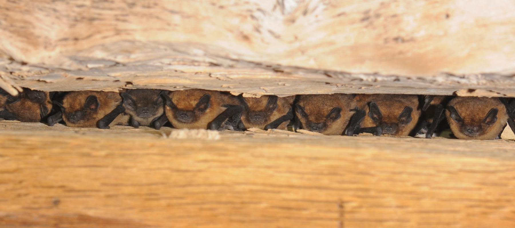Pipistrelles